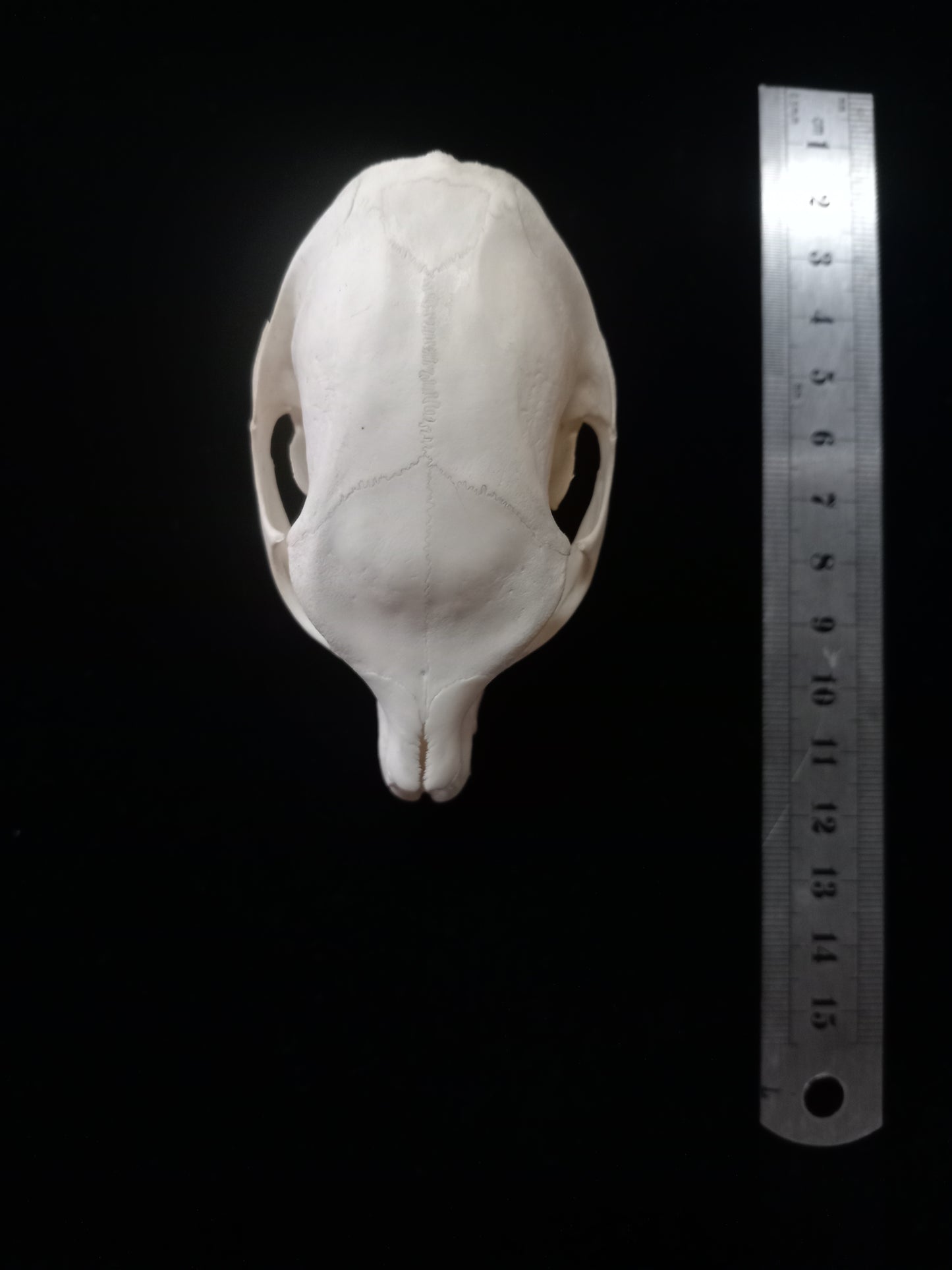 Dassie Skull | Rock Hyrax (Procavia capensis) | Natural Specimen