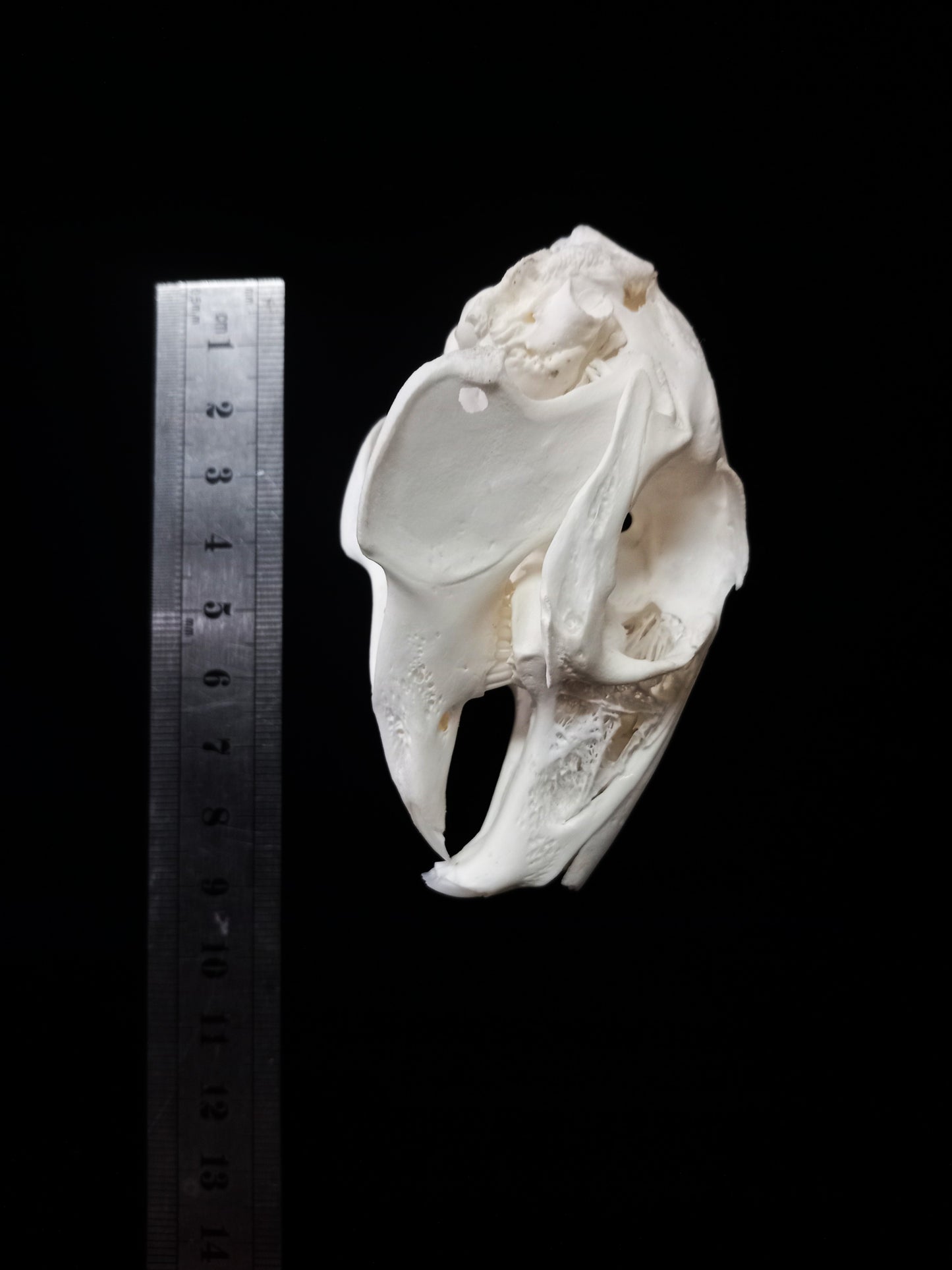 Rabbit Skull | Natural Bone Specimen