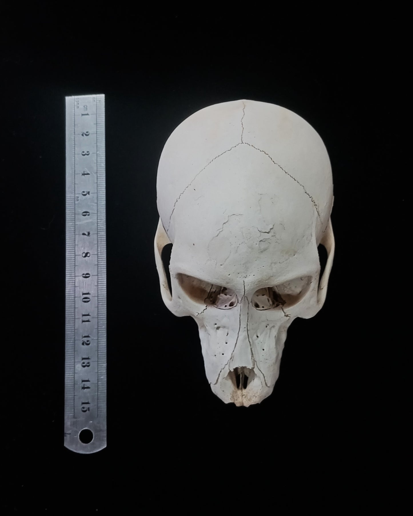 Baboon Cranium