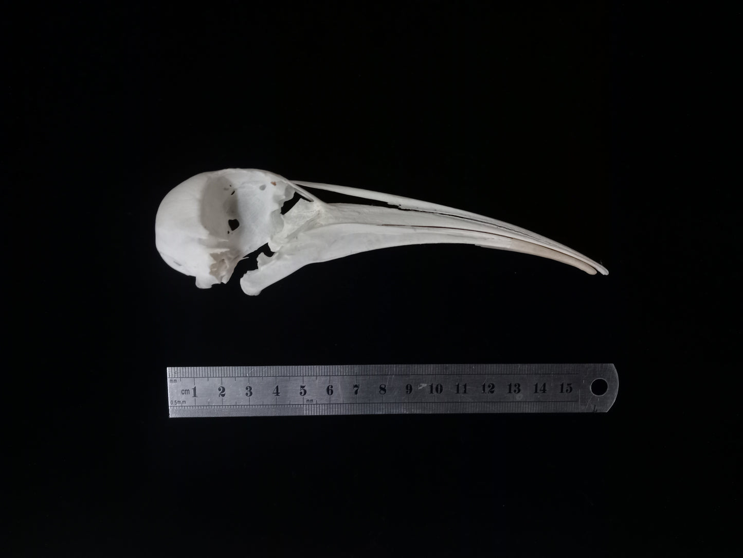 Hadeda Ibis Skull | Bostrychia hagedash | Natural Specimen