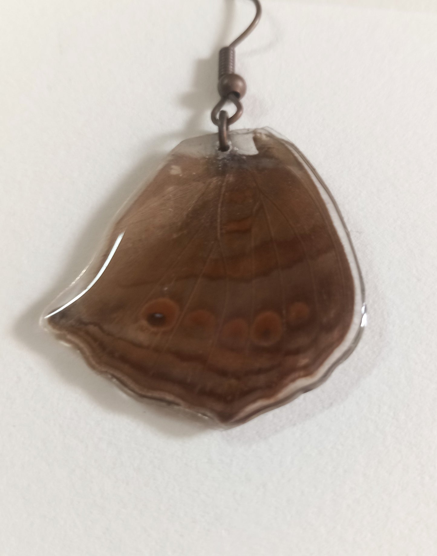 Butterfly Species | Real Butterfly Wing Earrings in Resin