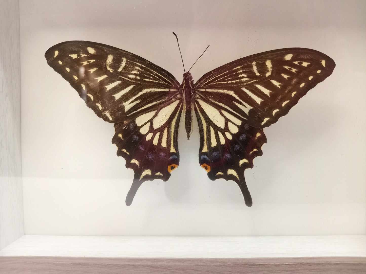 Asian Swallowtail Butterfly — Papilio xuthus