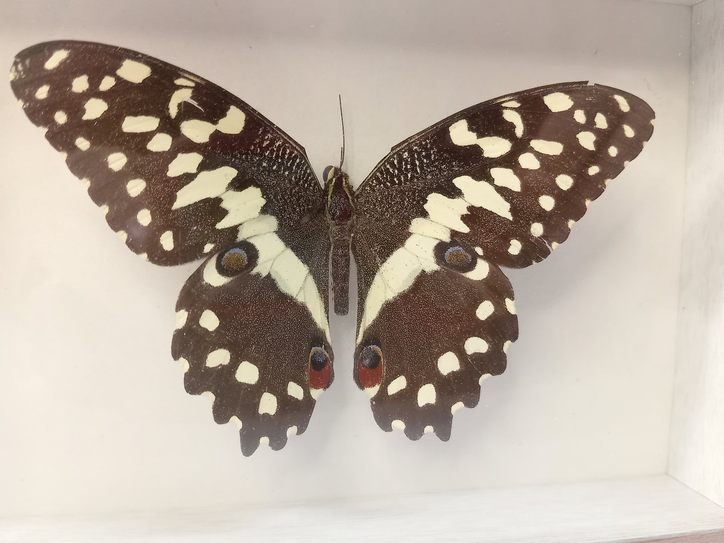 Citrus Swallowtail — Papilio demodocus