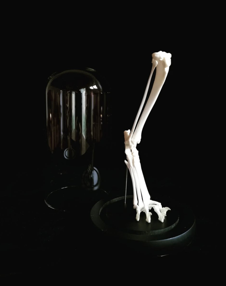 Rearticulated Cat Leg in Glass Dome Cloche