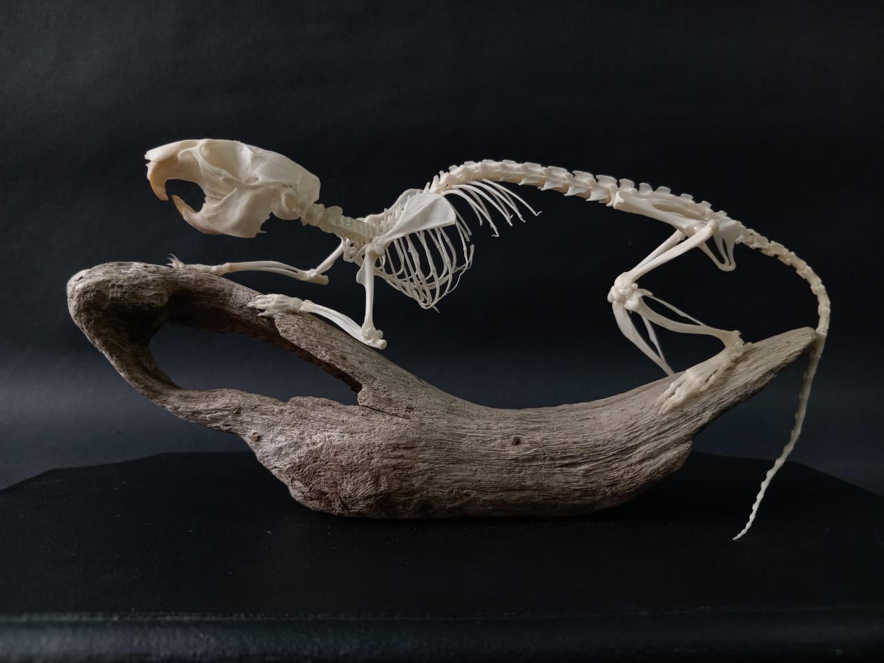 Rearticulated Rat Skeleton on Wood