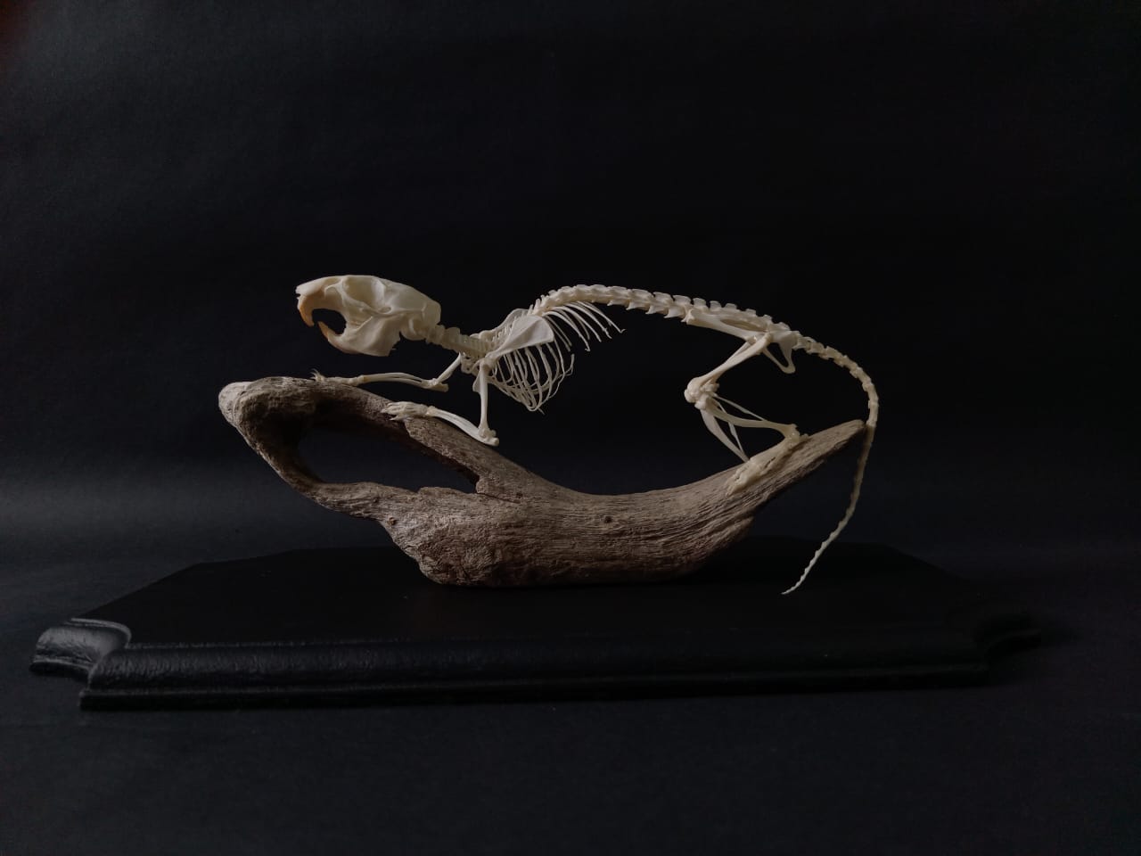 Rearticulated Rat Skeleton on Wood