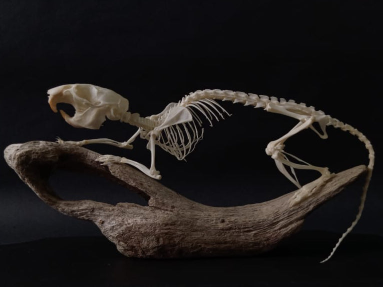 Rearticulated Rat Skeleton on Wood