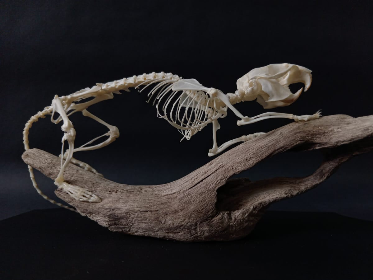 Rearticulated Rat Skeleton on Wood