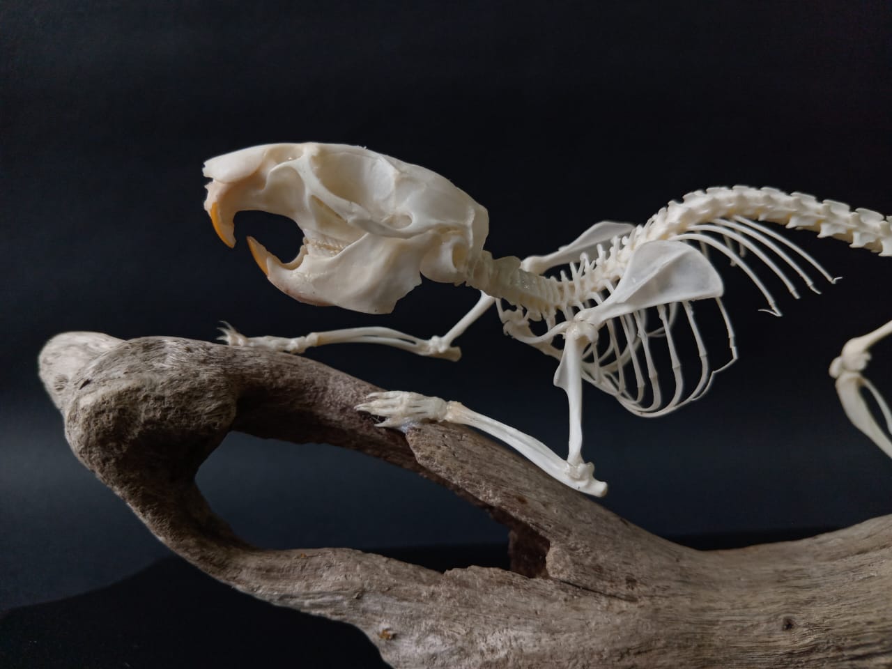 Rearticulated Rat Skeleton on Wood