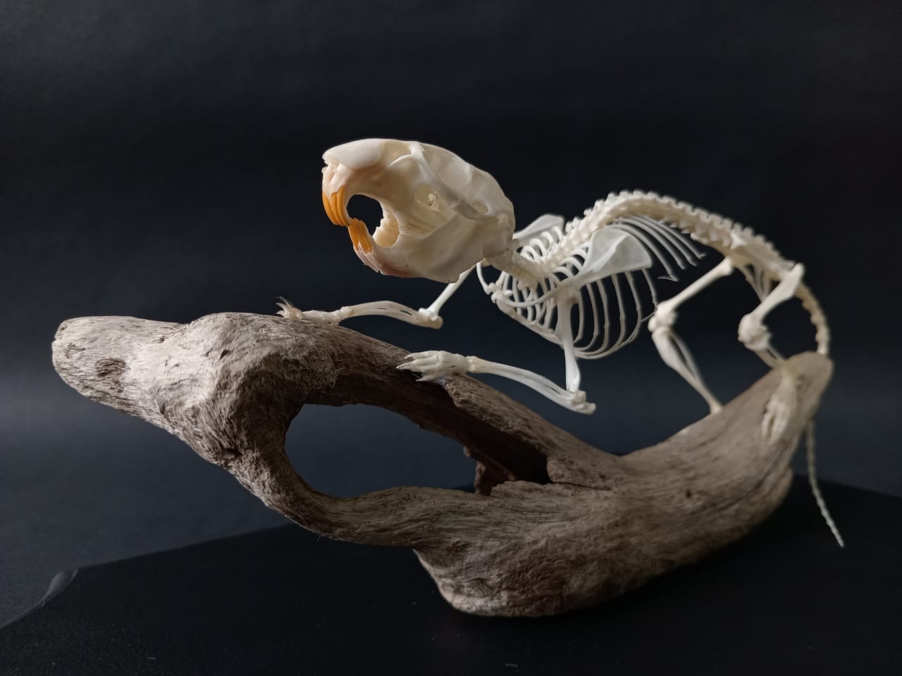 Rearticulated Rat Skeleton on Wood