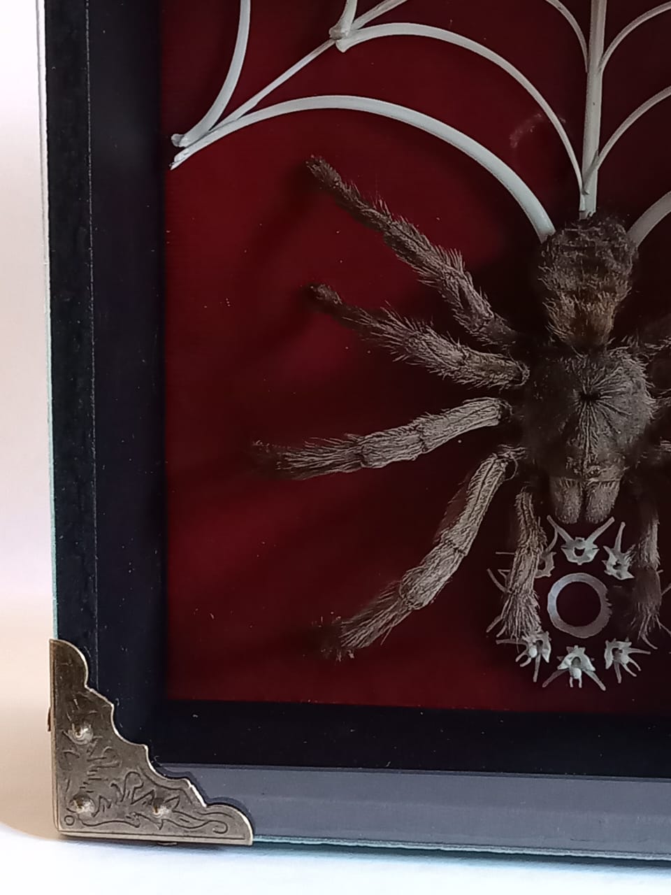 Tarantula and Bone Web