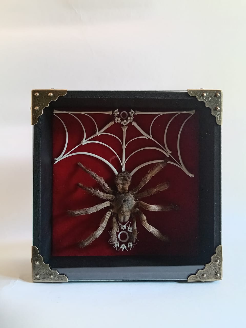 Tarantula and Bone Web