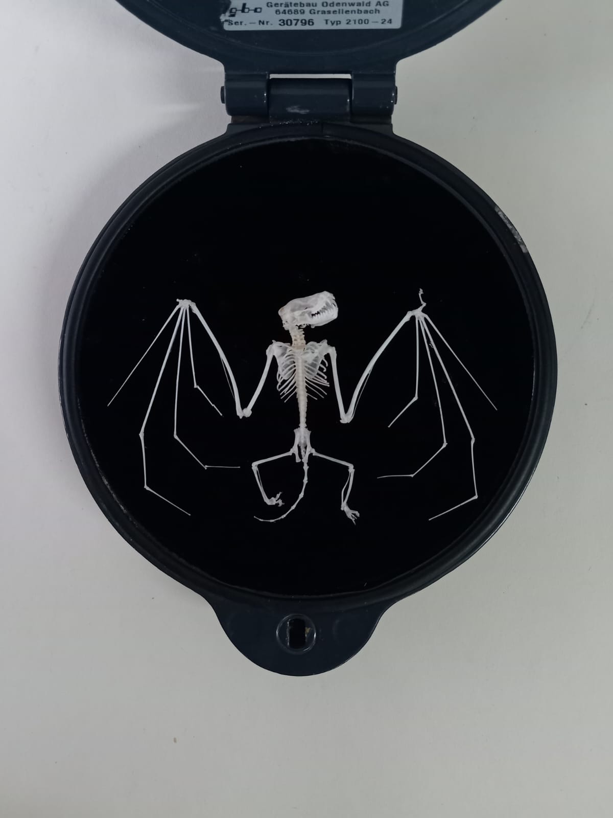 Rearticulated Bat