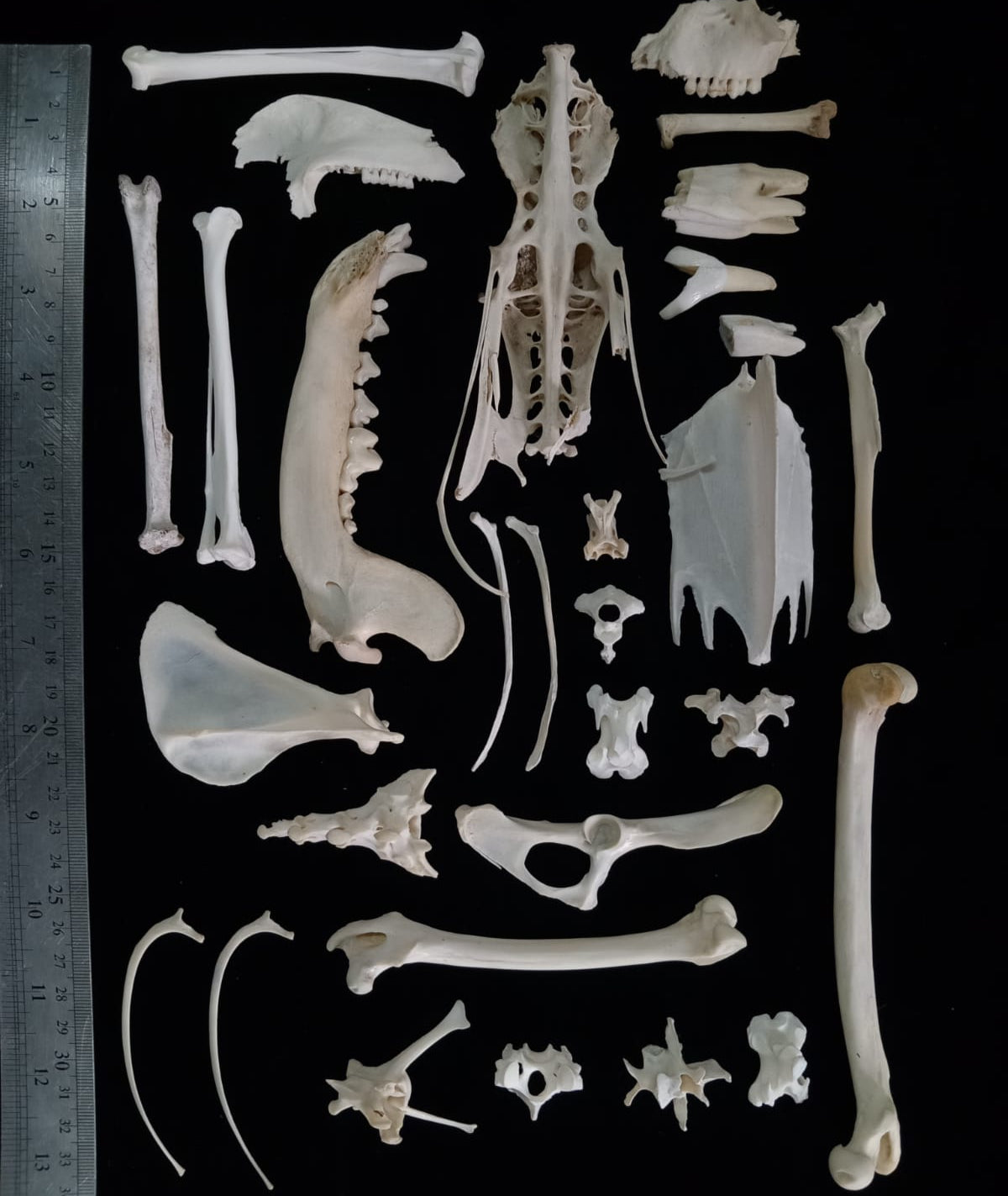 Bone set 1