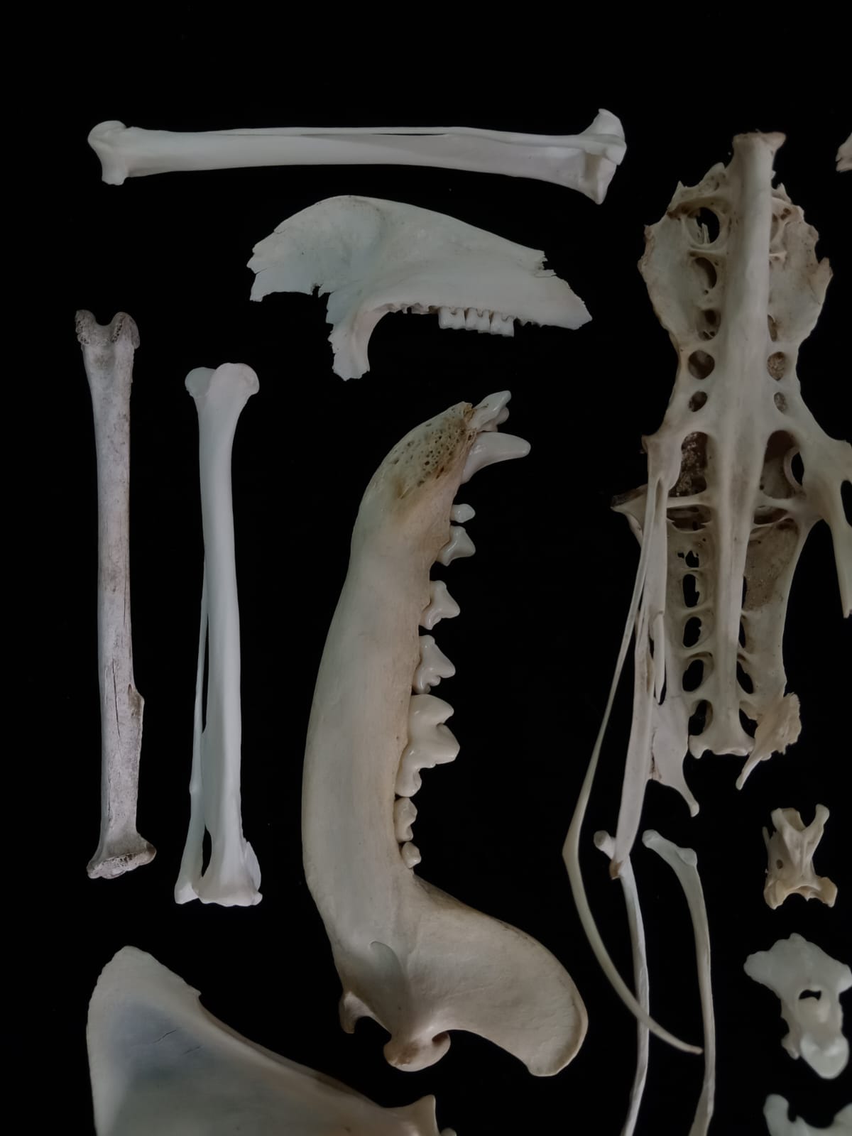 Bone set 1