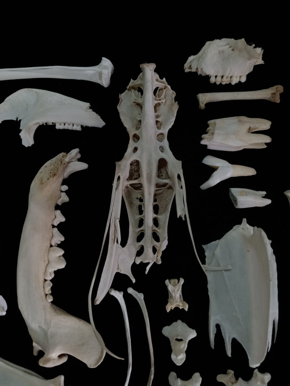 Bone set 1