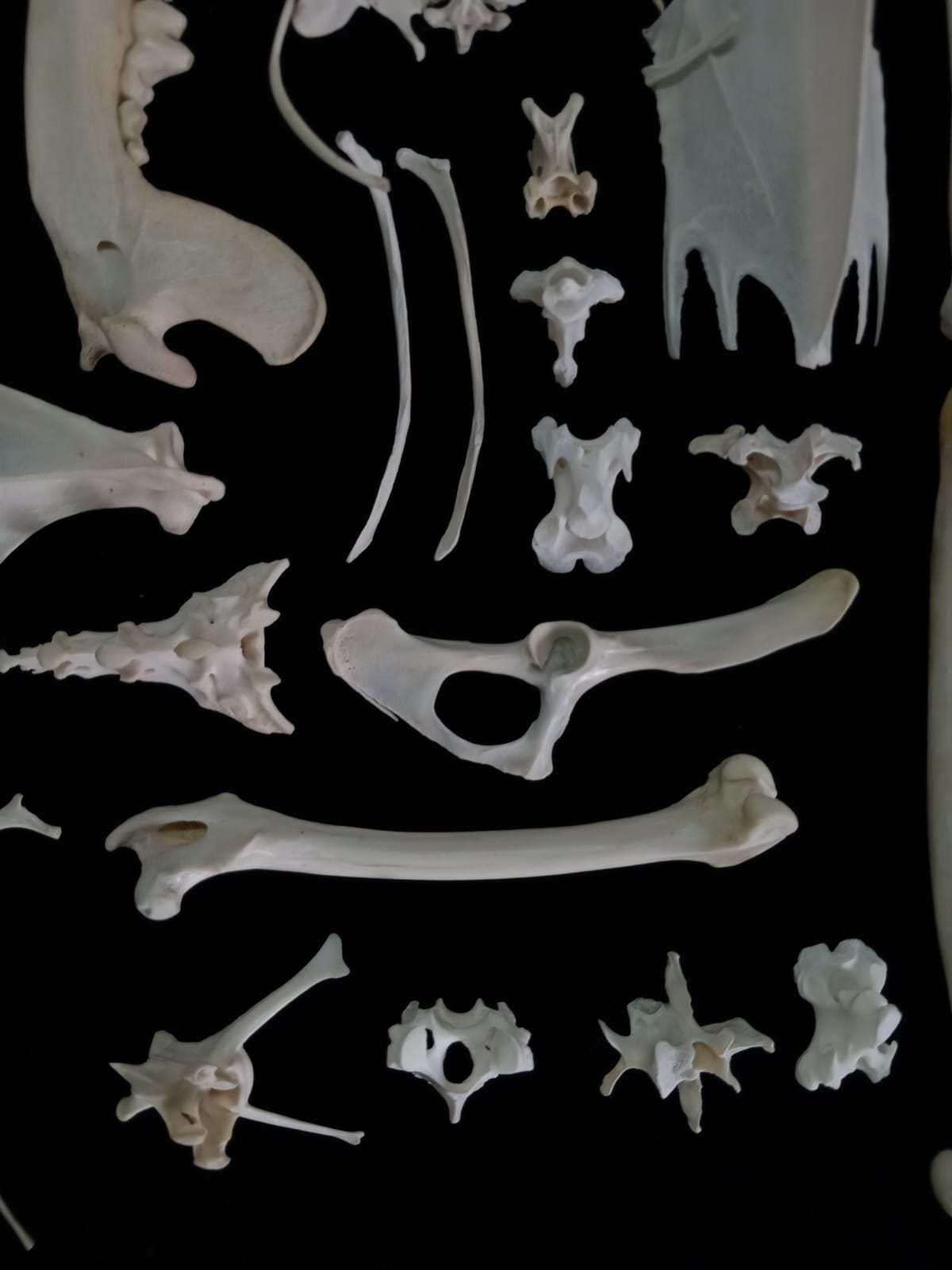 Bone set 1