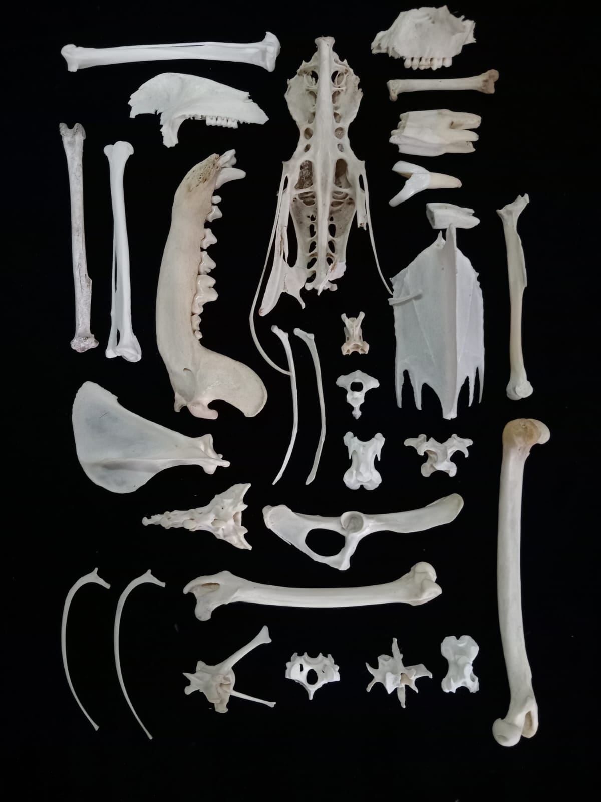 Bone set 1