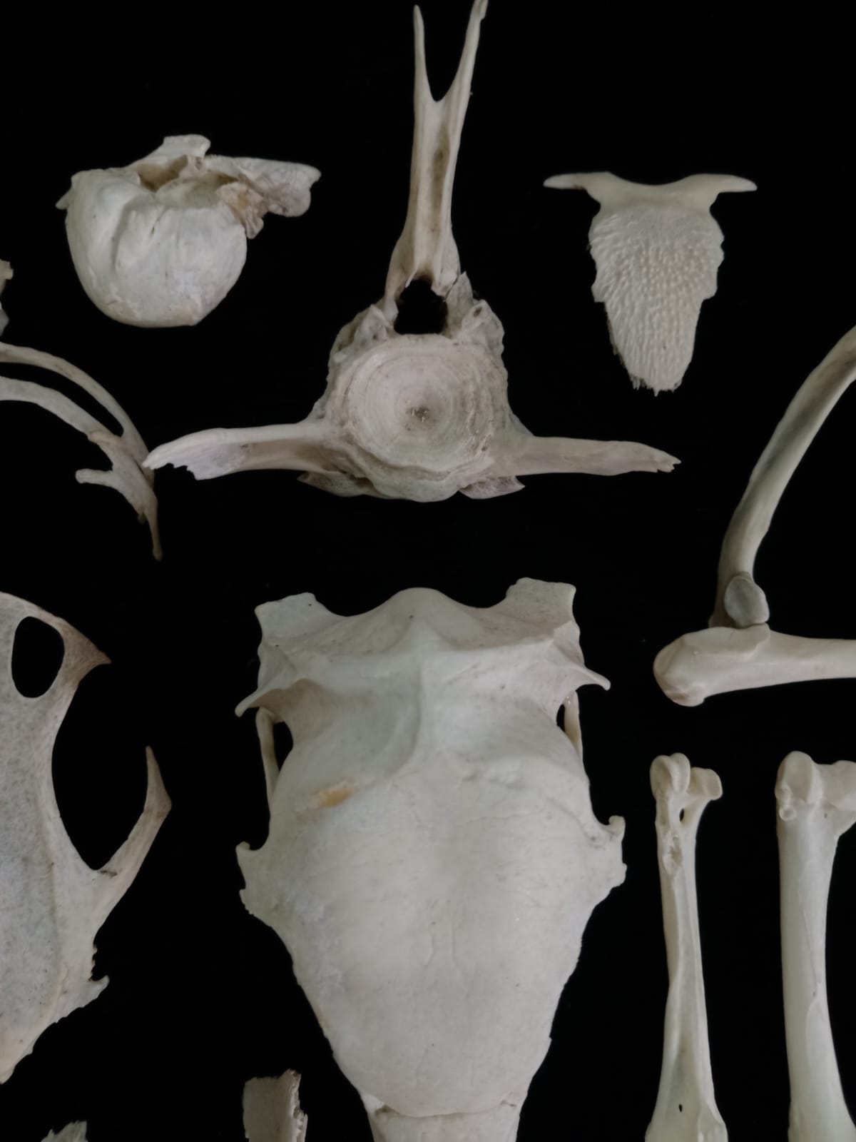 Bone Set 2