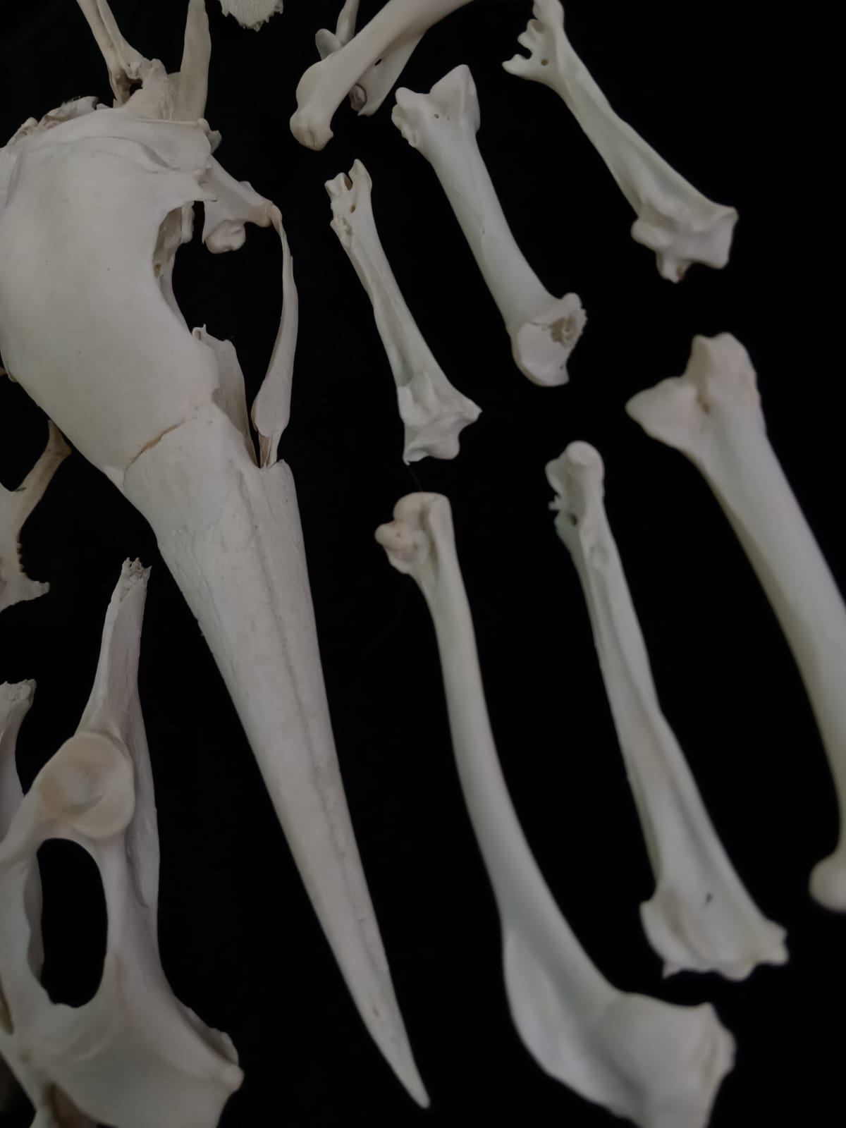 Bone Set 2