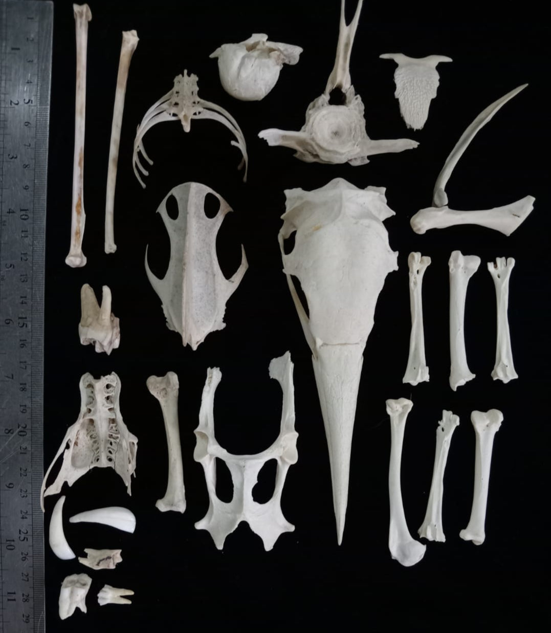 Bone Set 2