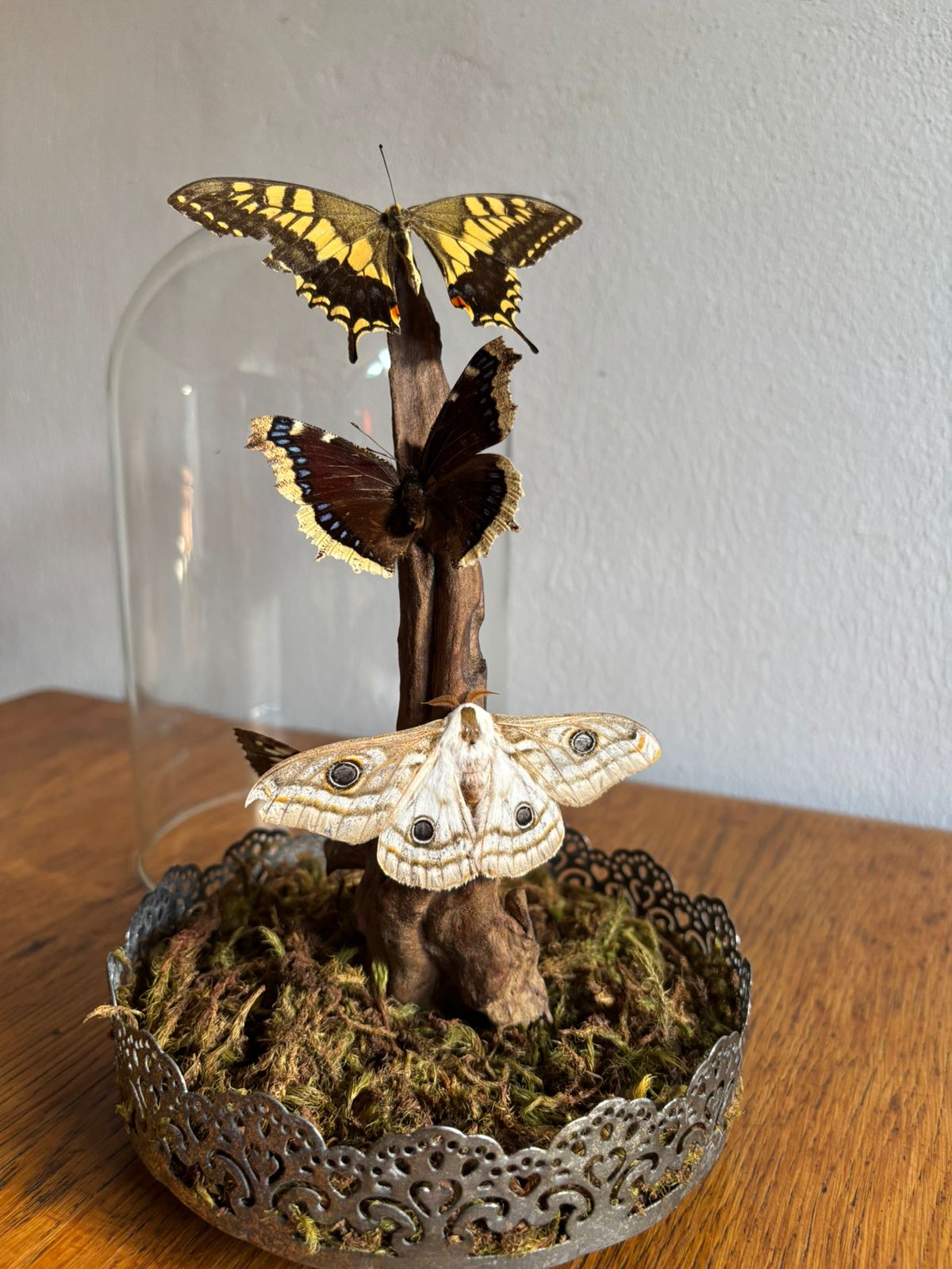 Large Glass Cloche