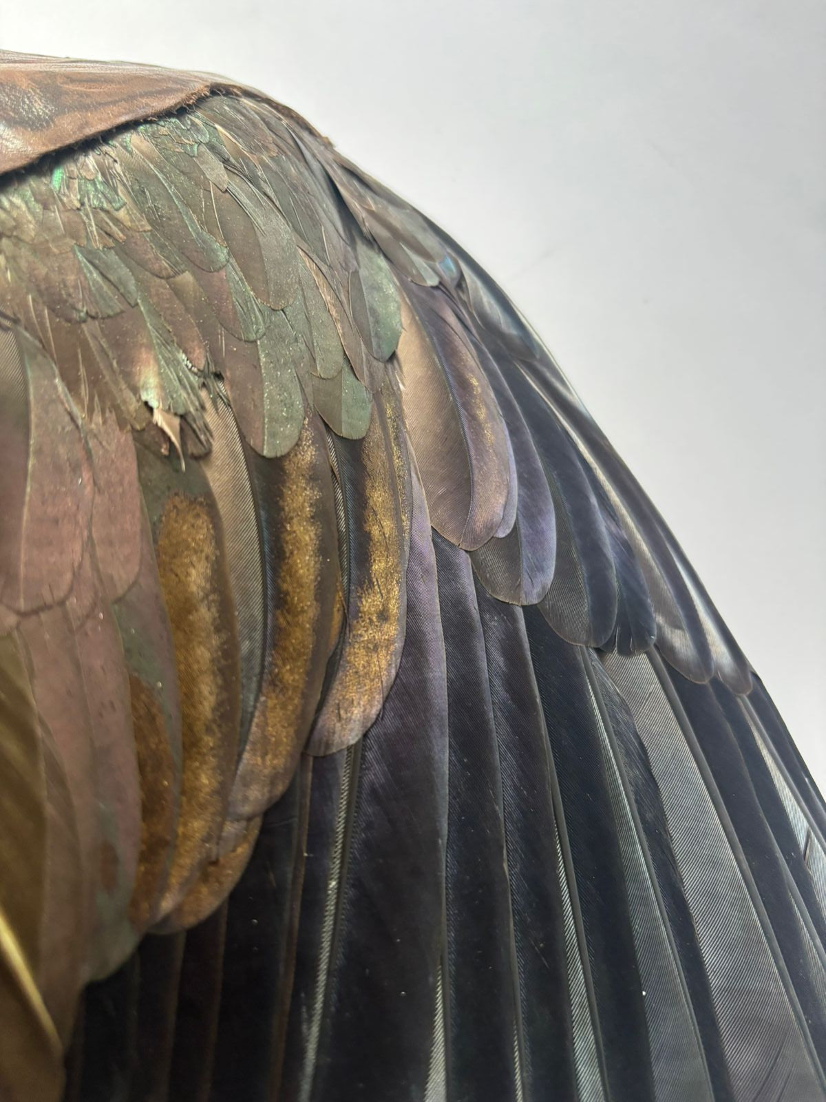 Preserved Hadeda Smudge Wing