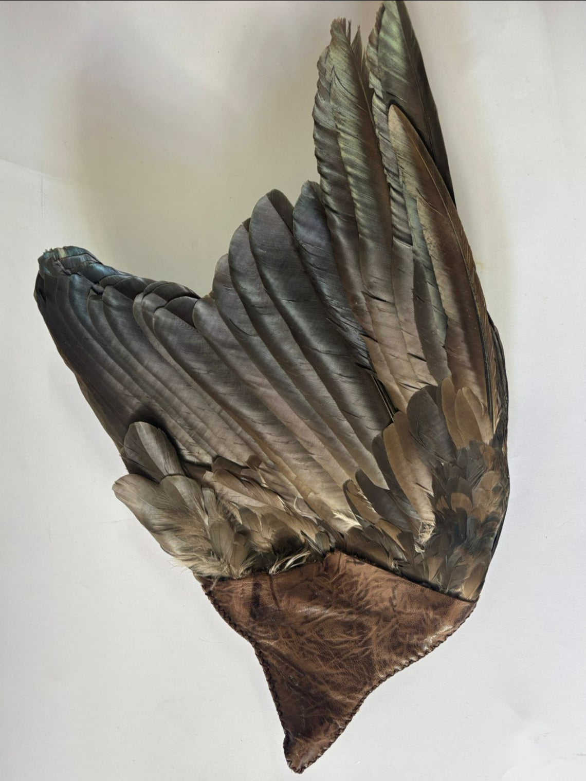 Preserved Hadeda Smudge Wing