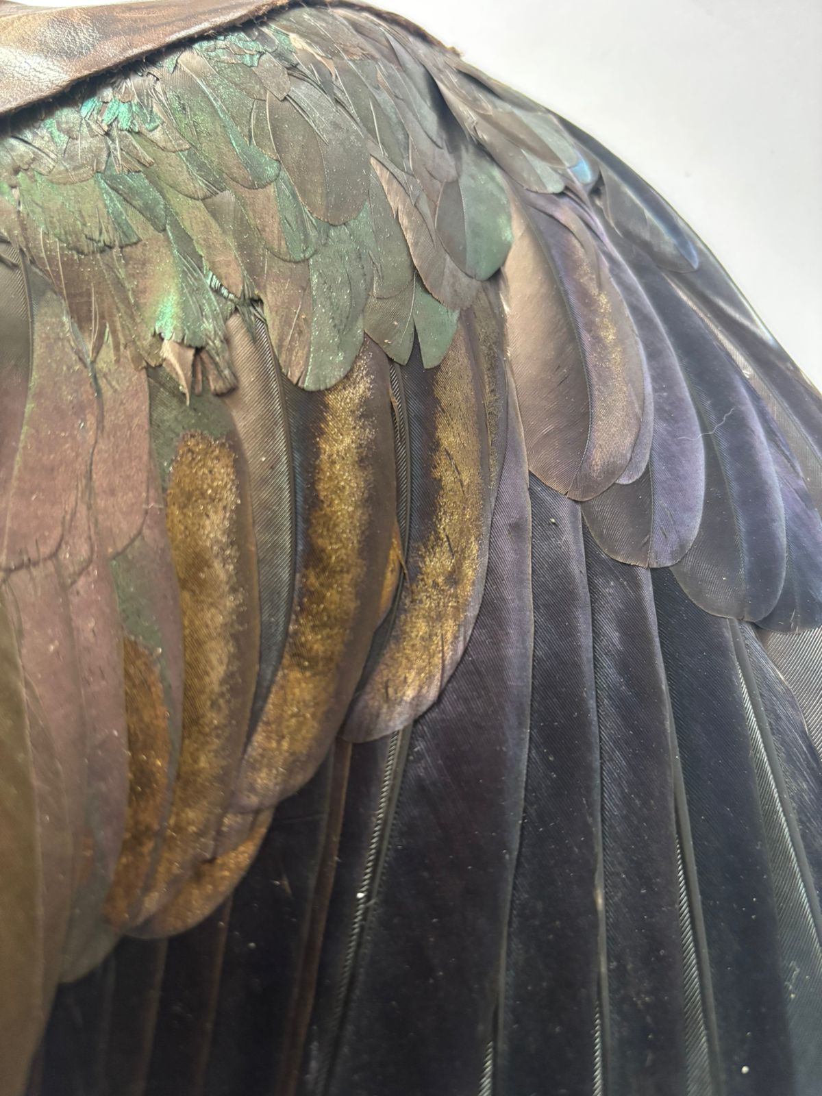 Preserved Hadeda Smudge Wing