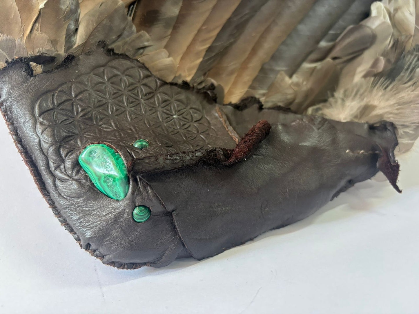 Preserved Hadeda Smudge Wing