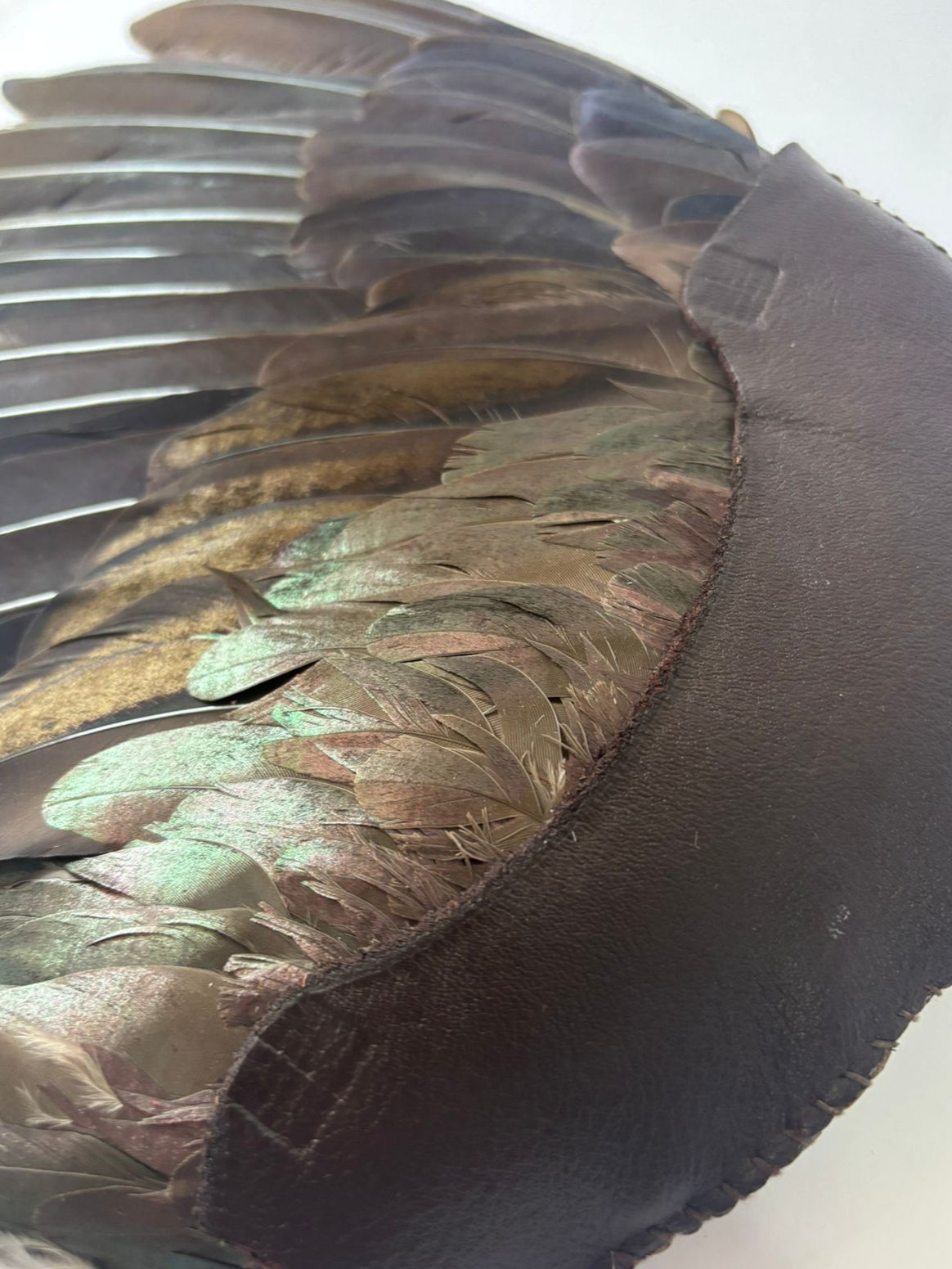 Preserved Hadeda Smudge Wing
