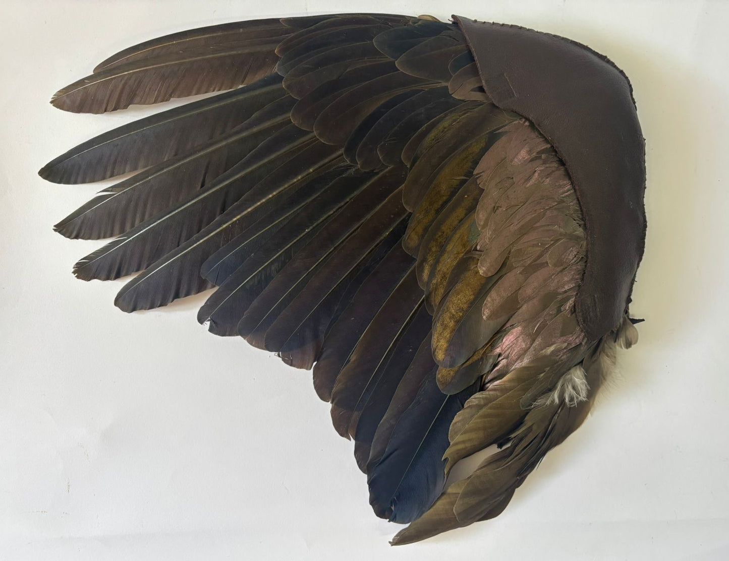 Preserved Hadeda Smudge Wing
