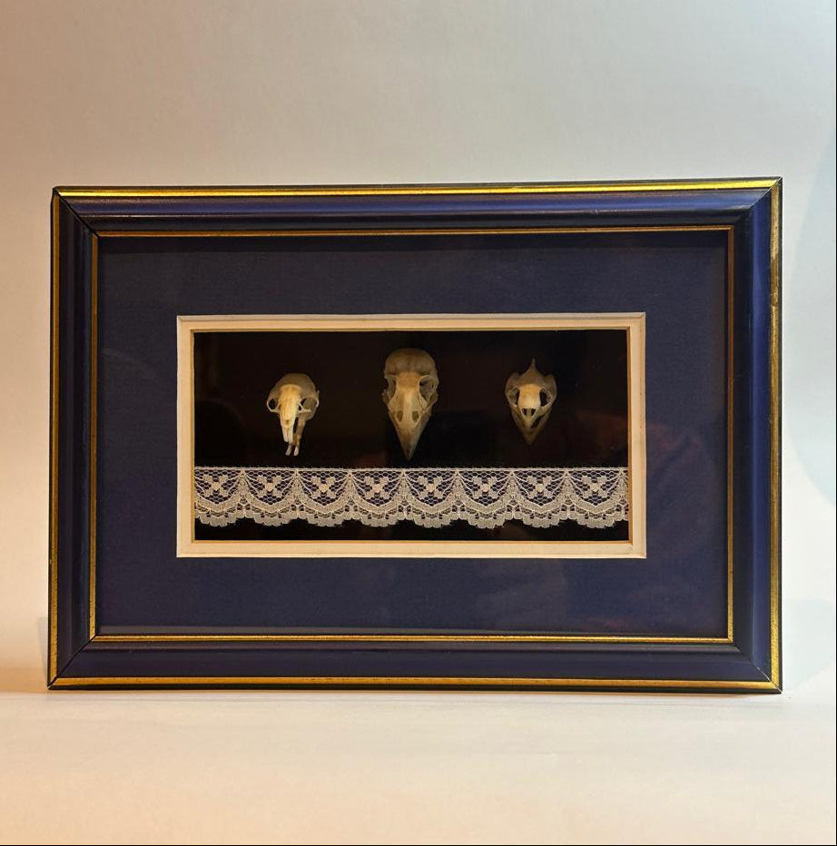 Mole, Thicke Billed Weaver and Tortoise Skull - Above the mantle