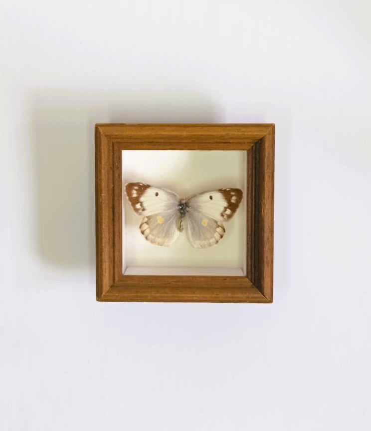 Frame Bone Mandalas and Butterflies - Set of Four