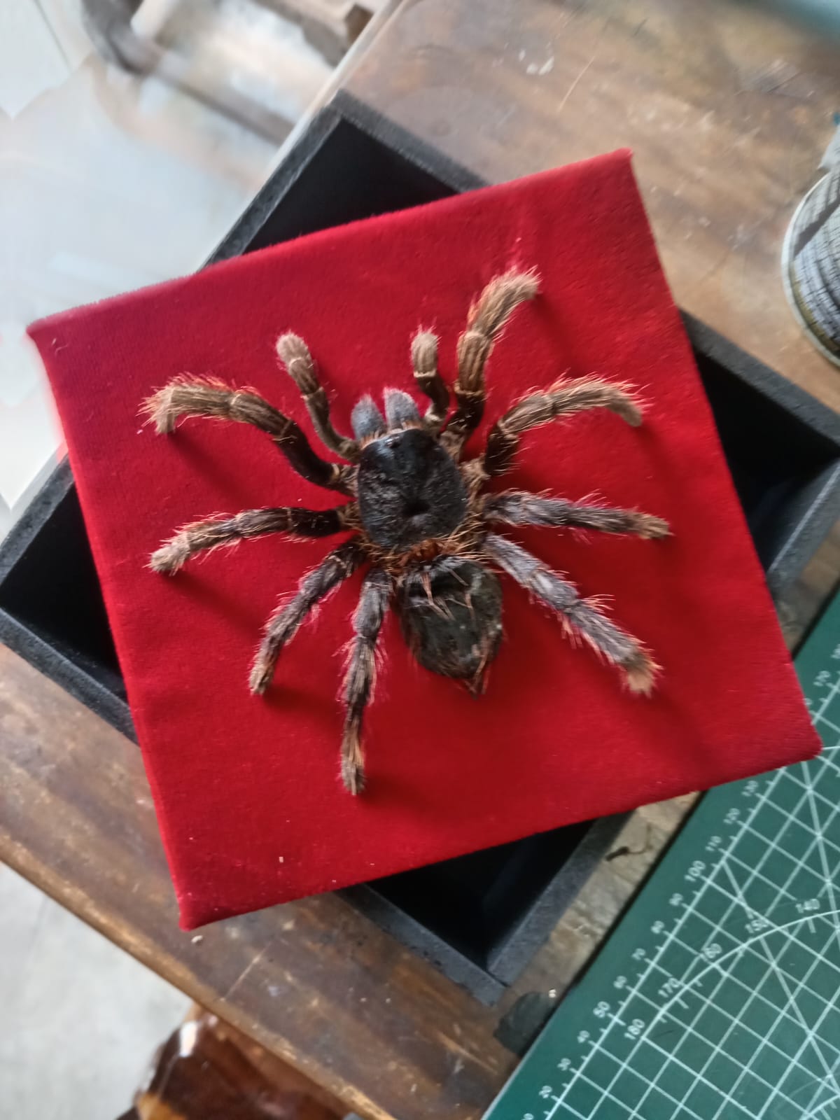 Tarantula and Bone Web