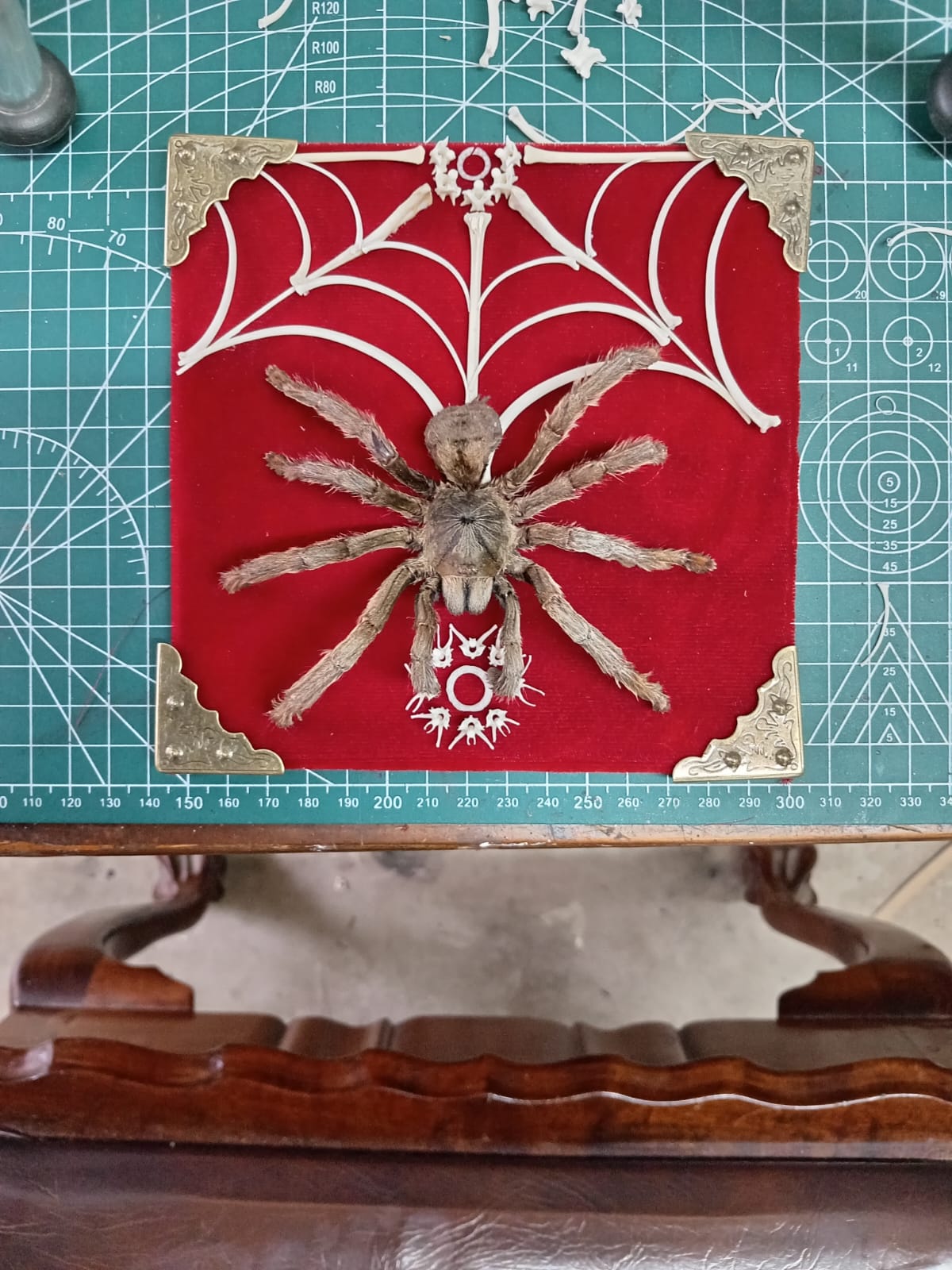 Tarantula and Bone Web