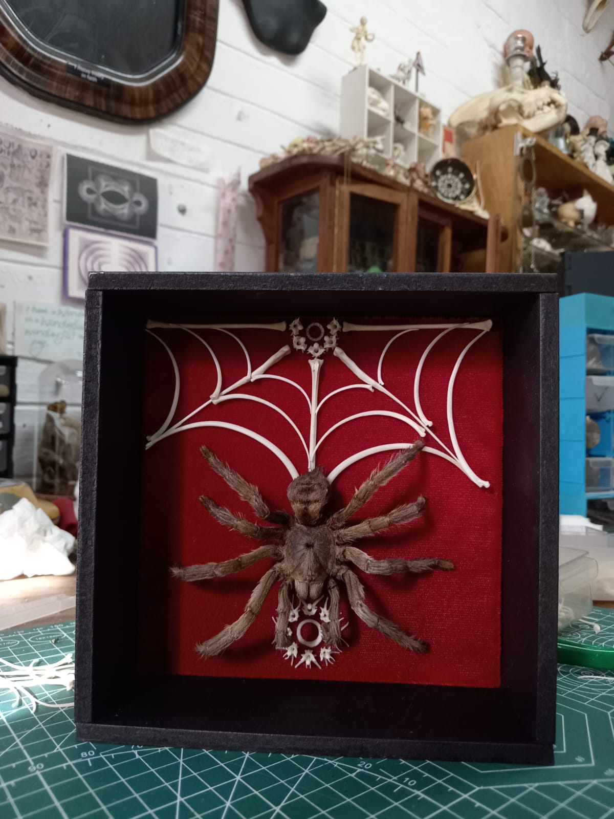 Tarantula and Bone Web