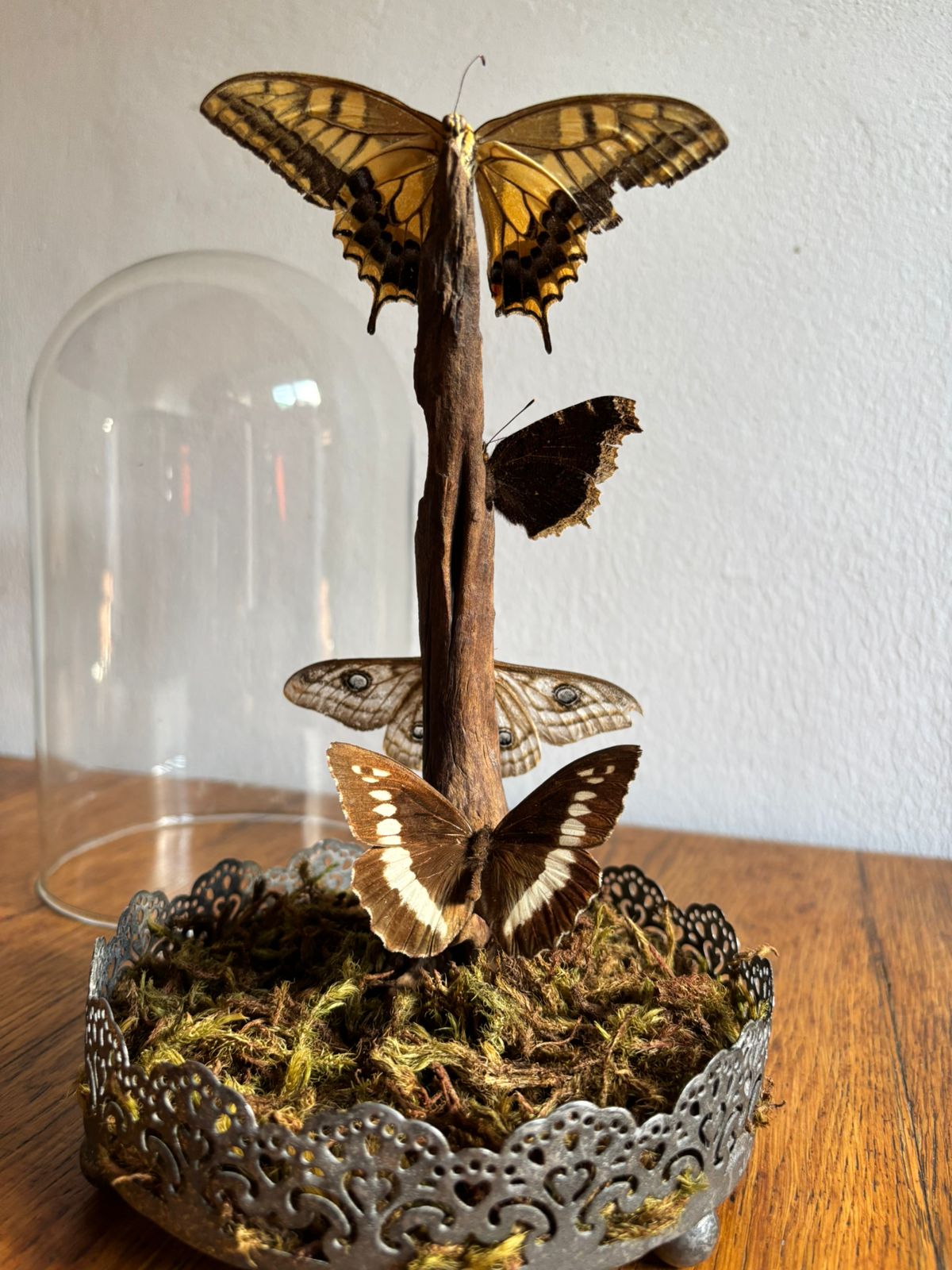 Large Butterfly and Moth Cloche