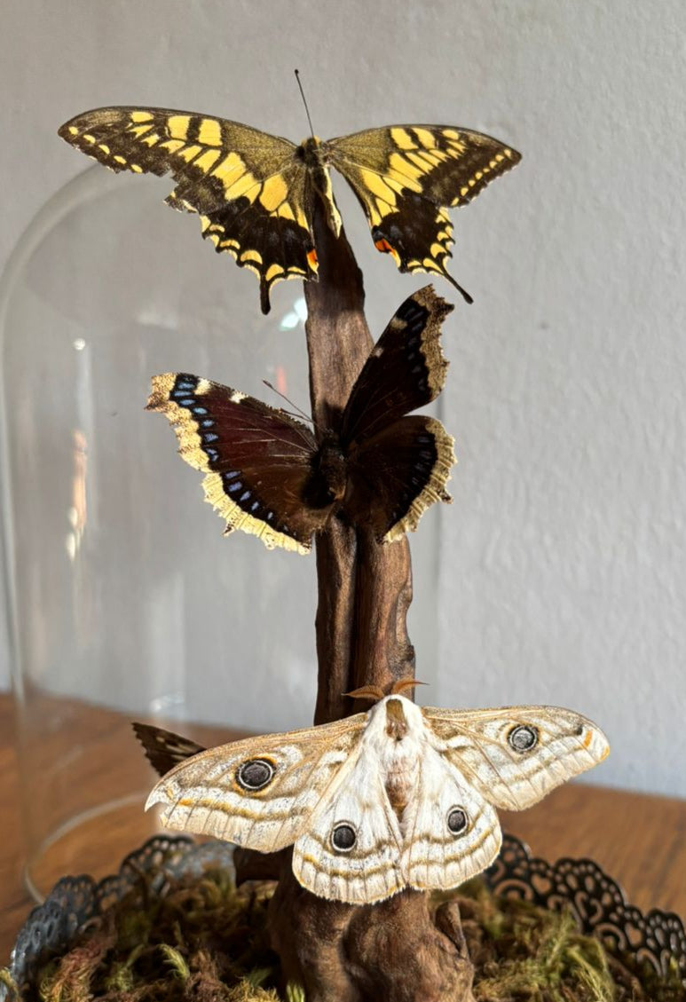 Large Glass Cloche