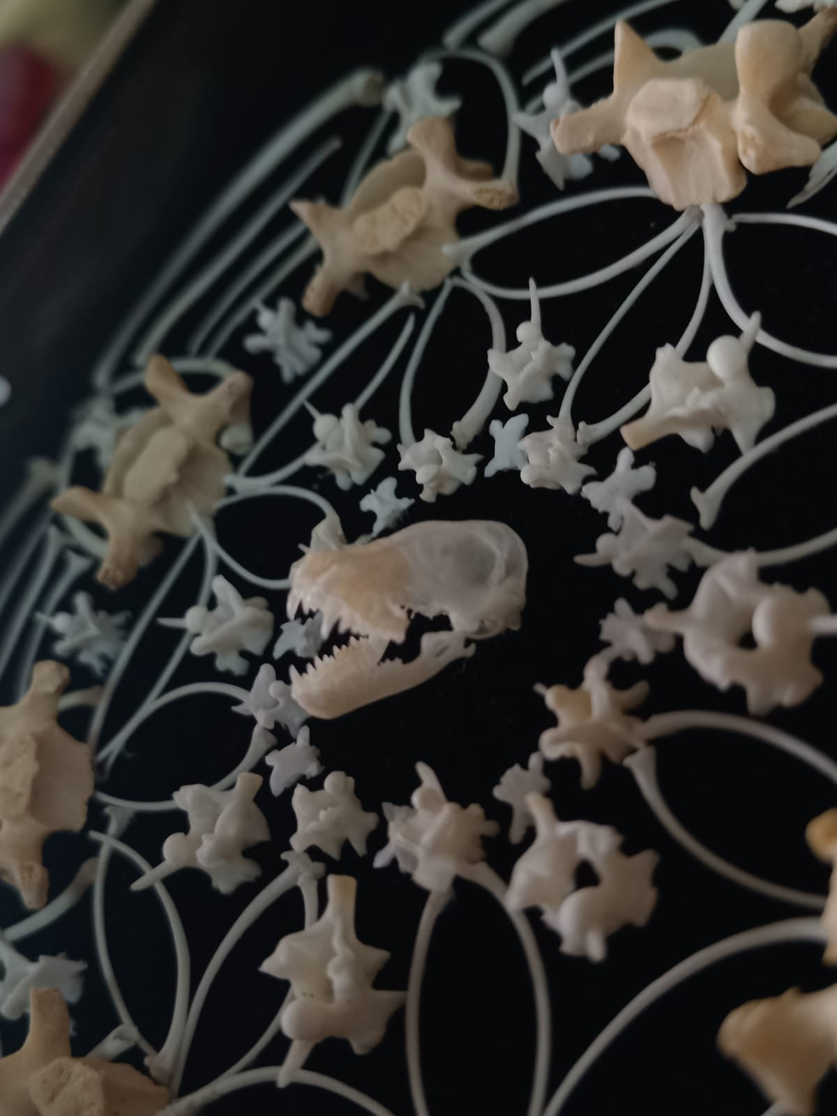Bat Skull Bone Mandala