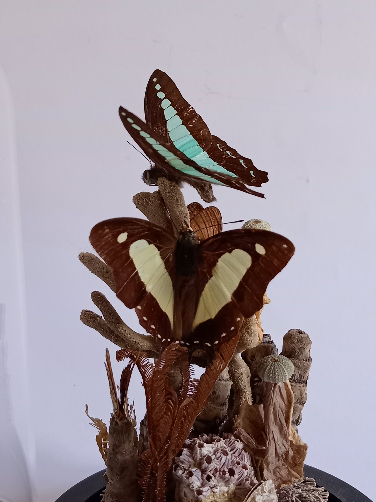 Framed Moths and Butterflies