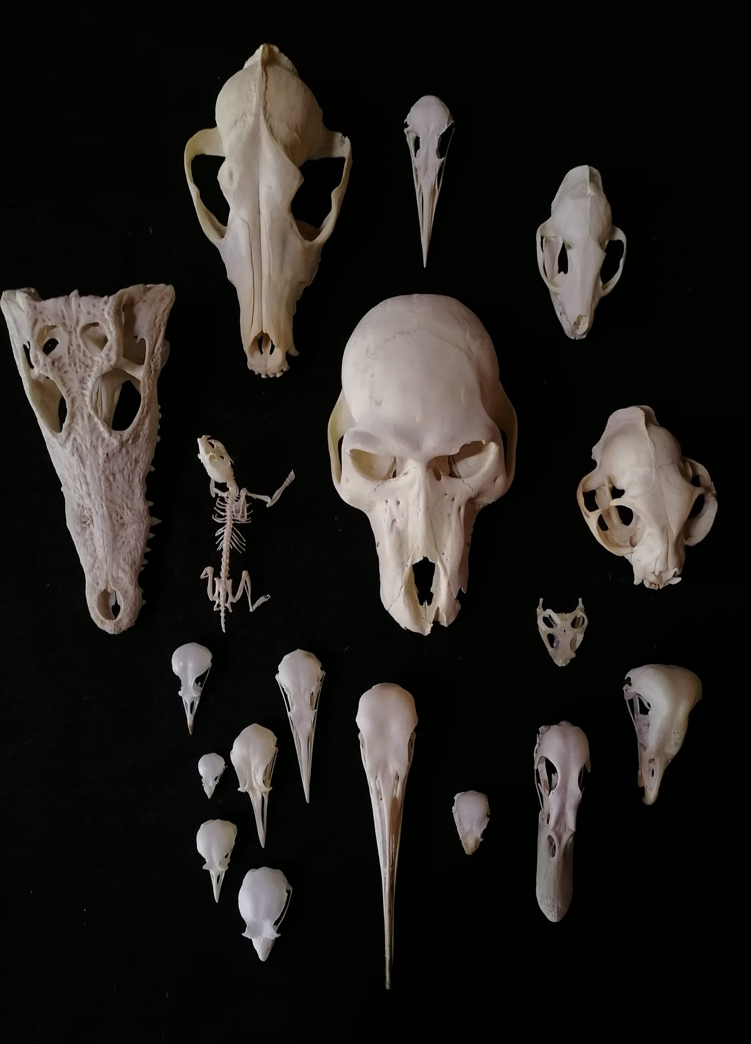 Skulls & Bones
