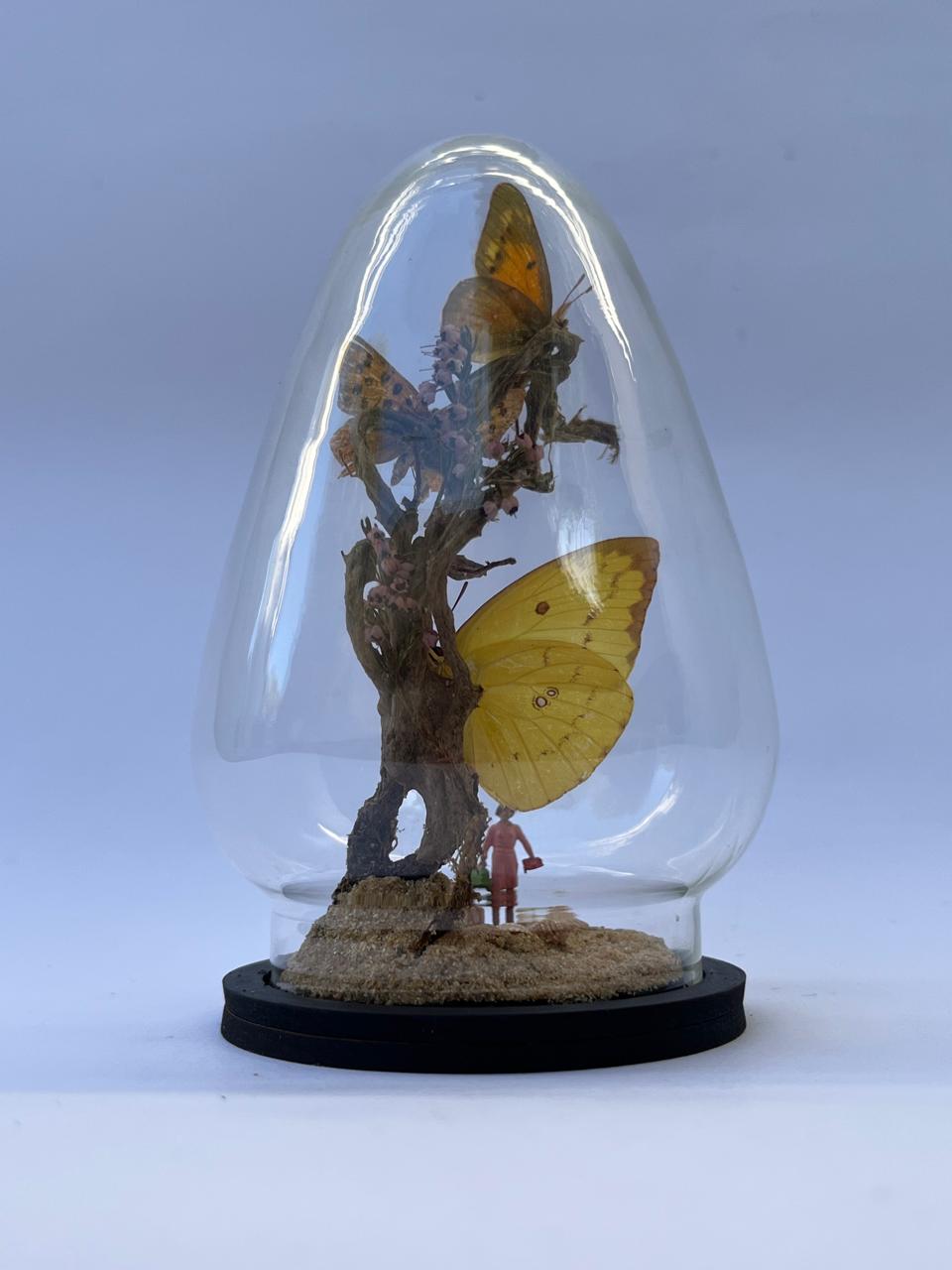 Butterfly Diorama