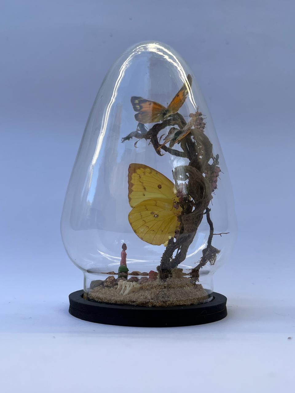 Butterfly Diorama