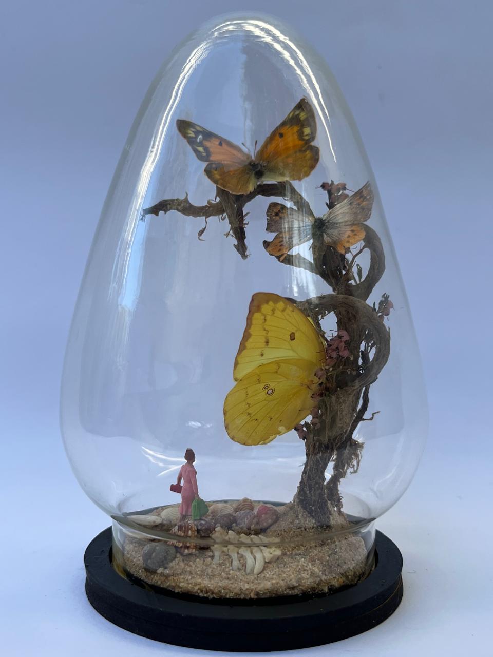 Butterfly Diorama