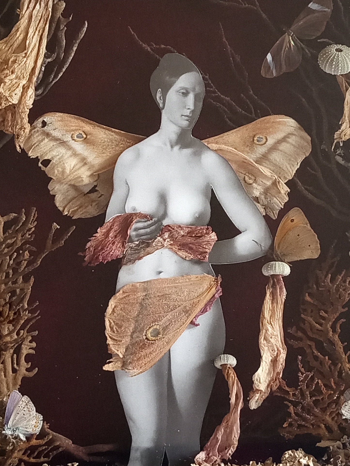 Mother Moth