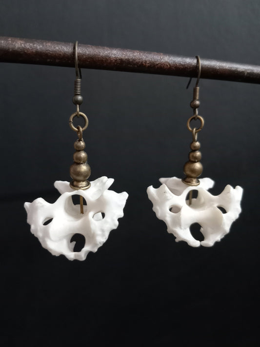 Bird Vertebra