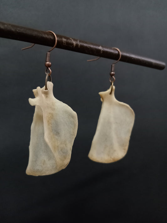 Mongoose Scapula
