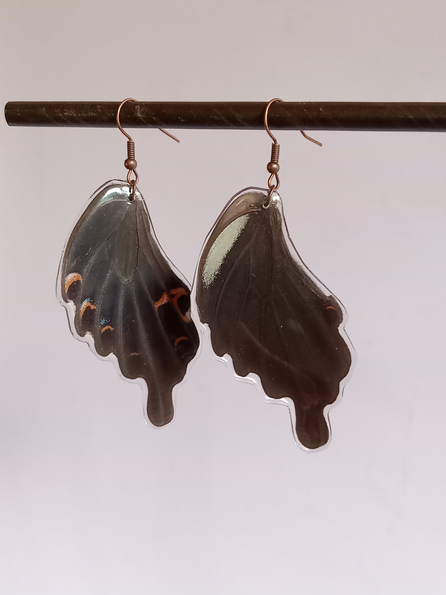 Papilio Bianor Forewings