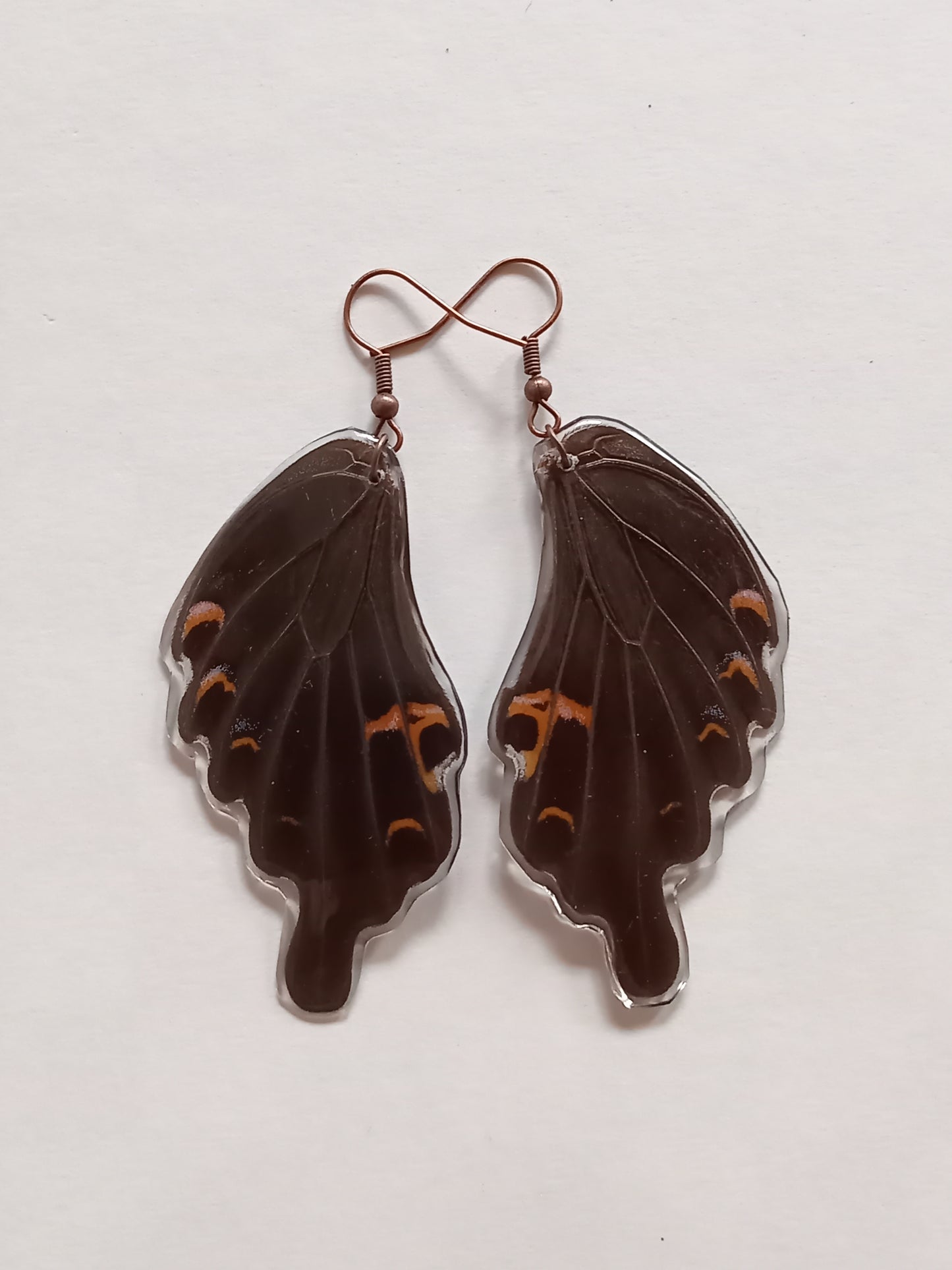 Papilio Bianor Forewings
